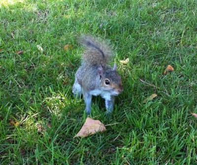 squirrel zoom